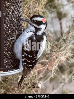 Männlicher Specht aus der Vogelfutterhals, der Sonnenblumensamen isst Stockfoto