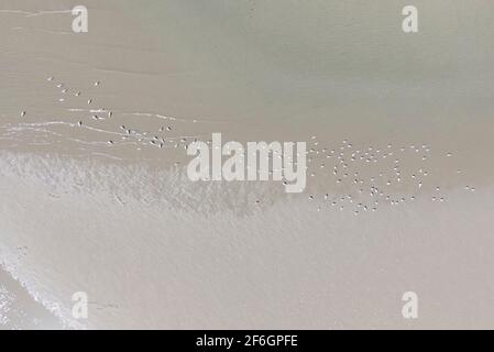 Luftbild von Drohne von schönem Sandstrand mit Möwe Stockfoto