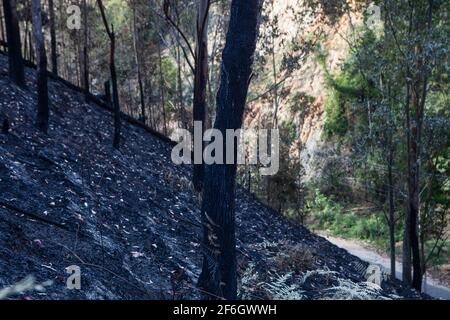 Doppelte Entwaldung - im Vordergrund die Landwirtschaft mit Brandrodung, eine Anbaumethode, bei der Pflanzen in einem Wald geschnitten und verbrannt werden, sowie Erdrutsch durch Regen und Erosion im Hintergrund. Nova Friburgo, Bundesstaat Rio de Janeiro, Brasilien. Stockfoto