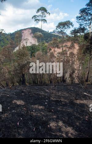 Doppelte Entwaldung - im Vordergrund die Landwirtschaft mit Brandrodung, eine Anbaumethode, bei der Pflanzen in einem Wald geschnitten und verbrannt werden, sowie Erdrutsch durch Regen und Erosion im Hintergrund. Nova Friburgo, Bundesstaat Rio de Janeiro, Brasilien. Stockfoto