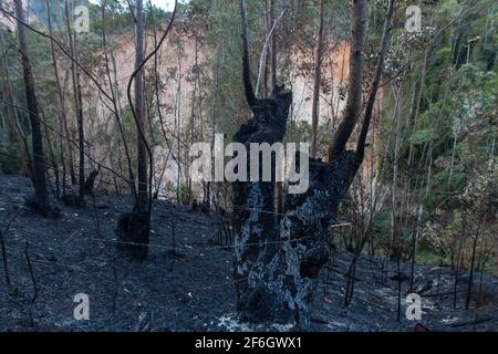 Doppelte Entwaldung - im Vordergrund die Landwirtschaft mit Brandrodung, eine Anbaumethode, bei der Pflanzen in einem Wald geschnitten und verbrannt werden, sowie Erdrutsch durch Regen und Erosion im Hintergrund. Nova Friburgo, Bundesstaat Rio de Janeiro, Brasilien. Stockfoto