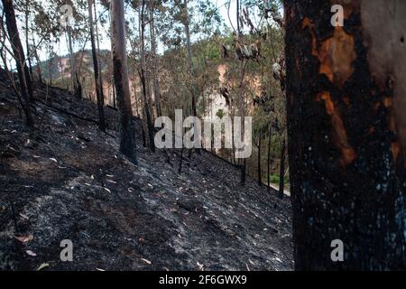 Doppelte Entwaldung - im Vordergrund die Landwirtschaft mit Brandrodung, eine Anbaumethode, bei der Pflanzen in einem Wald geschnitten und verbrannt werden, sowie Erdrutsch durch Regen und Erosion im Hintergrund. Nova Friburgo, Bundesstaat Rio de Janeiro, Brasilien. Stockfoto