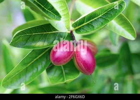 Carunda, Karonda oder Carissa carandas Linn Tree, pflanzliche Medizin für gesunde Früchte. Stockfoto