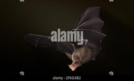 Spektrale Fledermaus, Vampyrum-Spektrum. Große falsche Vampirfledermaus oder Linnäus falsche Vampirfledermaus. Fleischfressende Fledermaus mit Blattnase. Großohr-Wollfledermaus. Stockfoto