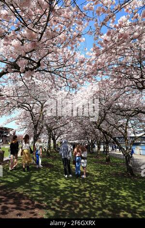 Editorial Image: Portland, Oregon - 31. März 2021: Kirschblüten an der Küste von Portland am Japanese American Historical Plaza. Stockfoto