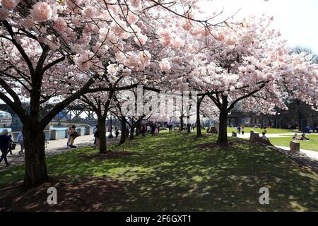 Editorial Image: Portland, Oregon - 31. März 2021: Kirschblüten an der Küste von Portland am Japanese American Historical Plaza. Stockfoto