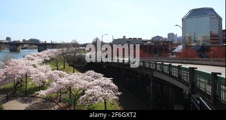 Editorial Image: Portland, Oregon - 31. März 2021: Kirschblüten an der Küste von Portland am Japanese American Historical Plaza. Stockfoto