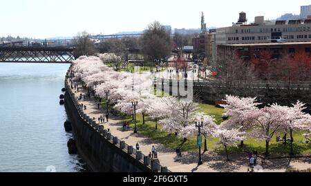 Editorial Image: Portland, Oregon - 31. März 2021: Kirschblüten an der Küste von Portland am Japanese American Historical Plaza. Stockfoto