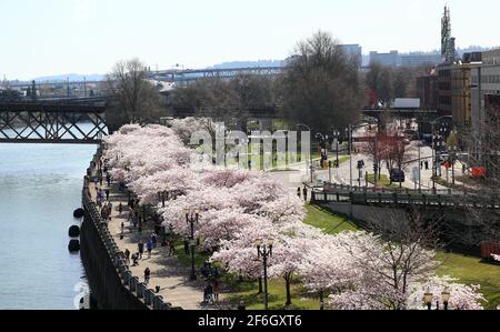 Editorial Image: Portland, Oregon - 31. März 2021: Kirschblüten an der Küste von Portland am Japanese American Historical Plaza. Stockfoto