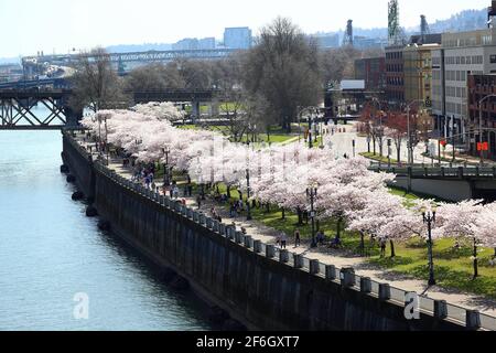 Editorial Image: Portland, Oregon - 31. März 2021: Kirschblüten an der Küste von Portland am Japanese American Historical Plaza. Stockfoto