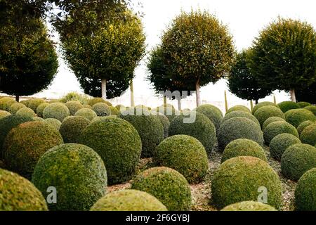 Landschaftlich gestalteter Garten mit Buchsbaumkugeln in der Nähe von Frankreich. Grüne Kugeln Stockfoto