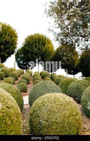 Landschaftlich gestalteter Garten mit Buchsbaumkugeln in der Nähe von Frankreich. Grüne Kugeln Stockfoto