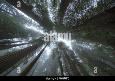 Vereinigte Staaten, Kalifornien, Niederwinklige Ansicht von hohen Redwood-Bäumen, die im Wald wachsen Stockfoto