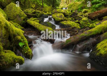 USA, Oregon, kleiner Bach mit Steinen und Baumstämmen, die mit Moos bedeckt sind Stockfoto