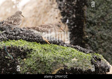 Purple Sandpiper (Calidris maritima), der unter Meeresmuscheln auf mit Algen bedeckten Felsen sucht, Long Island, New York Stockfoto