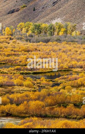 USA, Idaho, Sun Valley, Herbstlaub im Tal Stockfoto