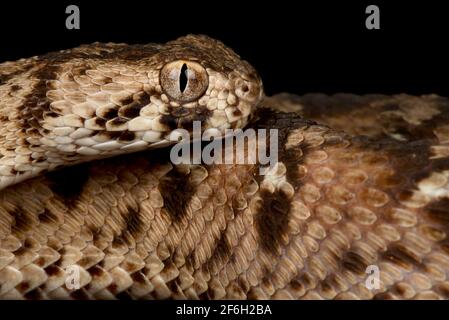 Teppichviper mit Okellation (Echis ocellatus) Stockfoto