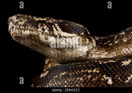 Argentinische Boa Constrictor (Boa Constrictor occidentalis ) Stockfoto