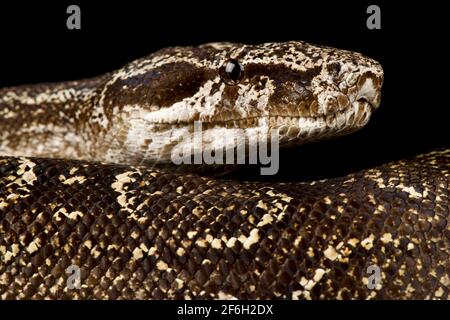 Argentinische Boa Constrictor (Boa Constrictor occidentalis ) Stockfoto