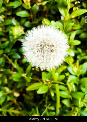 Dandelion Dandelion Blume Samen Runde Schneeball Sommer grüne Pflanzenflora Blumen Öko Umwelt Natur Garten Park Hintergrund Vorlage Design growt Stockfoto