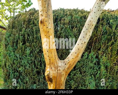 Insekten Hotel aus Holz, Ton, Ton ohne Vogelschutz Bienen Wildbienen nisten hier, Löcher als Bruthilfe schlüpfen Larven Insekt Baby-Nachwuchs Wild Stockfoto