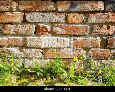 Hintergrund Wand alte orange rote Ziegelstein Zementblume Gras im Vordergrund abgenutzt Retro antikes bröckelndes Gehege Abgrenzung des Zauns Stockfoto