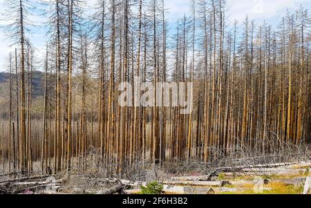 Nationalpark Harz Wald sterben toten Bäume Baum grau braun, Fichte Nadelbäume Berge, niedrige Bergketten Urlaub Natur Stockfoto