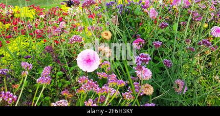 Üppige Blüten Farben Pracht Blumen Pflanzen Vielfalt Bunte Sommer Frühling Balkon Terrasse Blume Stauden orange rote Flora blumige Insekten angehoben Stockfoto