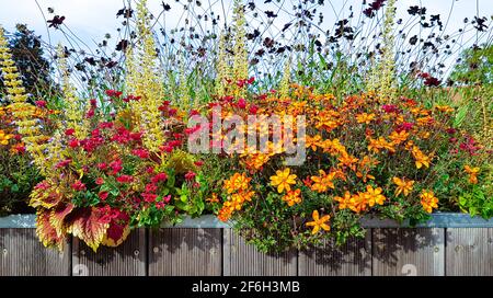 Üppige Blüten Farben Pracht Blumen Pflanzen Vielfalt Bunte Sommer Frühling Balkon Terrasse Blume Stauden orange rote Flora blumige Insekten angehoben Stockfoto