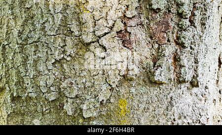 Baum Rinde rau alt geknackt Hintergrund Vorlage braun grün Struktur Korn Natur natürliche Wald Bäume nachhaltiges Holz Holzdesign Umwelt Stockfoto