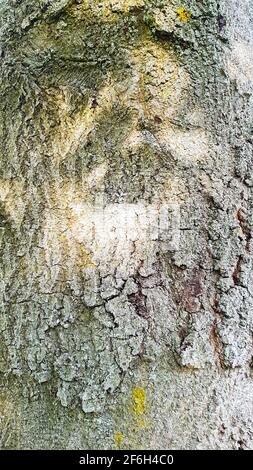 Baum Rinde rau alt geknackt Hintergrund Vorlage braun grün Struktur Korn Natur natürliche Wald Bäume nachhaltiges Holz Holzdesign Umwelt Stockfoto