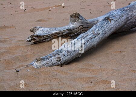 Am Strand wurde ein großes Holz aus Treibholz ausgewaschen Stockfoto