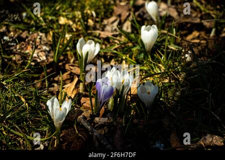 Im Frühling im Wald von Prés-d-Orvin in der Schweiz gefundene wilde Krokusse. Stockfoto