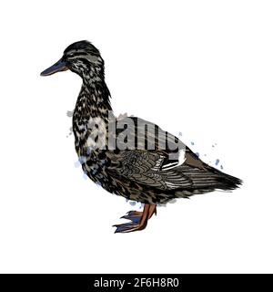 Ente aus einem Spritzer Aquarell, farbige Zeichnung, realistisch. Vektordarstellung von Farben Stock Vektor