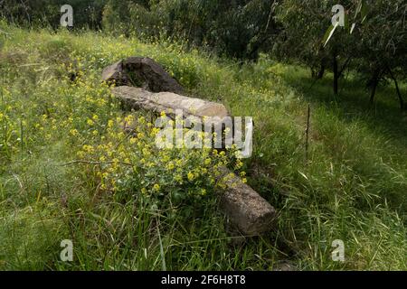 Ruinen einer Moschee des entvölkerten palästinensischen Dorfes al-Falluja, die 1948 zerstört wurde, auf dessen Ruinen der Plugot-Nationalpark im südlichen Teil Israels errichtet wurde. Stockfoto