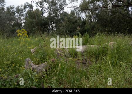 Ruinen einer Moschee des entvölkerten palästinensischen Dorfes al-Falluja, die 1948 zerstört wurde, auf dessen Ruinen der Plugot-Nationalpark im südlichen Teil Israels errichtet wurde. Stockfoto