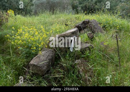 Ruinen einer Moschee des entvölkerten palästinensischen Dorfes al-Falluja, die 1948 zerstört wurde, auf dessen Ruinen der Plugot-Nationalpark im südlichen Teil Israels errichtet wurde. Stockfoto