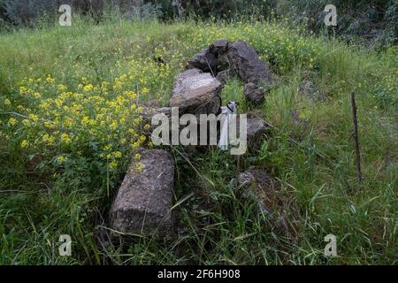 Ruinen einer Moschee des entvölkerten palästinensischen Dorfes al-Falluja, die 1948 zerstört wurde, auf dessen Ruinen der Plugot-Nationalpark im südlichen Teil Israels errichtet wurde. Stockfoto