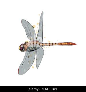 Libelle aus einem Spritzer Aquarell, farbige Zeichnung, realistisch. Vektordarstellung von Farben Stock Vektor