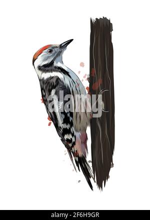 Specht aus einem Spritzer Aquarell, farbige Zeichnung, realistisch. Vektordarstellung von Farben Stock Vektor