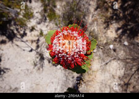 Blick von oben auf die leuchtend rote Blume von Scarlet Banksia, Banksia coccinea, natürlicher Lebensraum im Südwesten Australiens Stockfoto