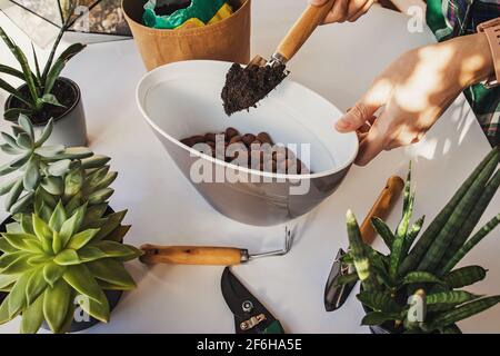 Hände der Frau, die Boden in den Topf zum Pflanzen von Sukkulenten werfen. Stockfoto