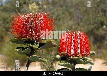 Leuchtend rote Blüten der scharlachroten Banksia, Banksia coccinea, natürlicher Lebensraum im Südwesten Westaustraliens, Seitenansicht Stockfoto