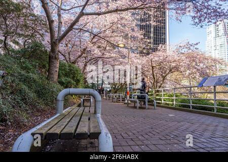 Kirschblüte in wunderschöner voller Blüte in Burrard Station, Art Phillips Park. Vancouver, BC, Kanada. Stockfoto