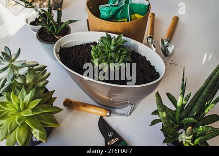 Sukkulenten in einem Topf verpflanzen. Stockfoto