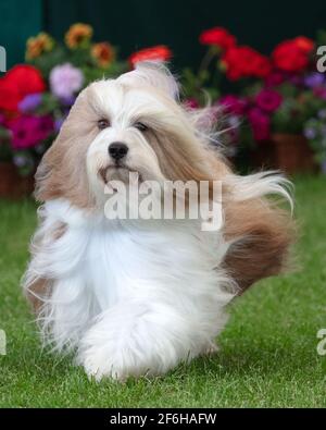 Tibetischer Terrier mit Blumen dahinter Stockfoto