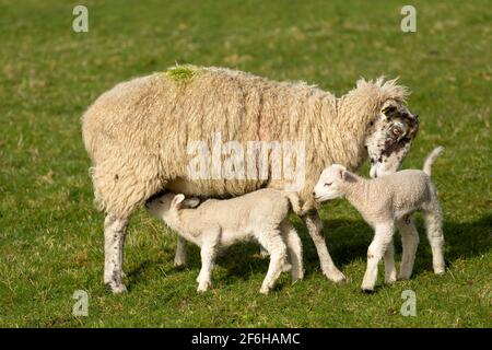 Ein Swaledale Maultier Schaf neigt zu ihren neugeborenen Zwillingslämmern im Frühling, stand auf grüner Weide. Ein Lamm füttert von ihrer Mutter. Konzept: Eine Mutter Stockfoto