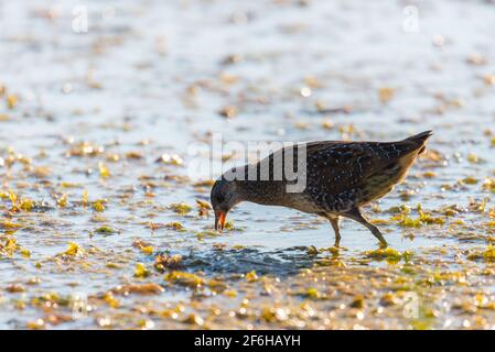 Spotted Crake oder Porzana porzana Fütterung ein kleiner Teich Stockfoto