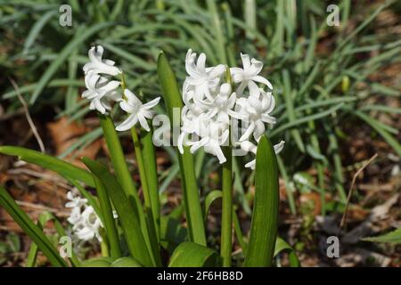 Weiße Gemeine Hyazinthe, Gartenhyazinthe (Hyacinthus orientalis), Unterfamilie Scilloideae, Familie Asparagaceae. Im Garten mit verblassten, verwelkten Blättern Stockfoto