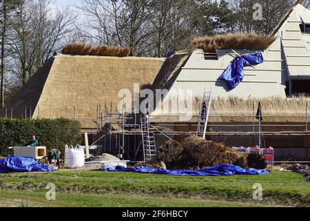 Das Haus wird renoviert und das Strohdach ist mit neuem Strohdach bedeckt. In ländlicher Umgebung in der Nähe des niederländischen Dorfes Bergen. Niederlande, Bergen, Stockfoto